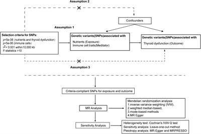 Toenail and blood selenium mediated regulation of thyroid dysfunction through immune cells: a mediation Mendelian randomization analysis